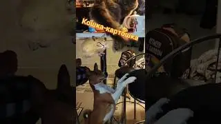 Мышка сосиска. Кошка картошка. Собака ку-ку немножко 