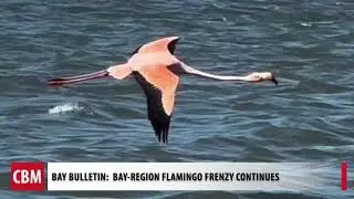 Bay-Region Flamingo Frenzy Continues