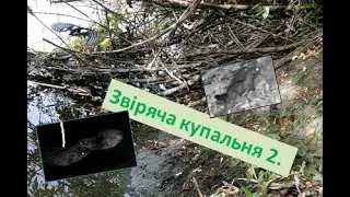 Звіряча купальня 2. #nature #природаукраїни #бобер