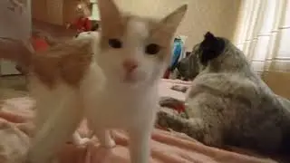 Рыжий 🐱кот. Очень любит ❤💛💙меня.) Ревнует к собаке)