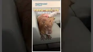 КАФЕ С КАПИБАРАМИ В МОСКВЕ?! НА НОВОМ АРБАТЕ ОТКРЫВАЮТ НОВЫЙ ТРЕНД!