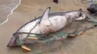 Акулы попались в сетку