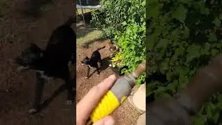 New Puppy Vs Hose