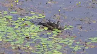 Wood Duck scaring frogs