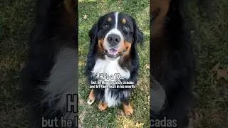 My Dog Likes Catching Cicadas 😂 #bernesemountaindog #funnydogs