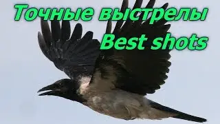 Почему мы стреляем серую ворону.Точные выстрелы.Why we shoot gray crow. Best shots on crows.