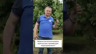 Можно ли использовать волчки как привой для перепрививки?