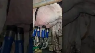 Ordenha da vaca leiteira !! #leite #ordenha #animais #vacaleiteira