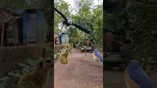 Meerkat Flamingo Eagle And Nightingale #shorts #youtubeshorts #shortsviral
