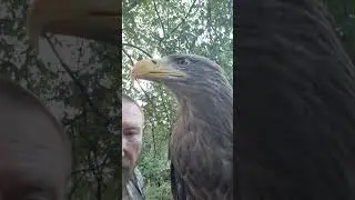 Почему самца нужно держать отдельно в период адаптации 🦅🦅🦅 #орланбелохвост