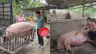 The dangerous disease spread to Chit sows, Chit sows left the farm. (Ep 218 ).