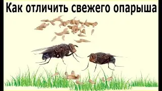 Опарыш для рыбалки. Как отличить свежего опарыша от несвежего