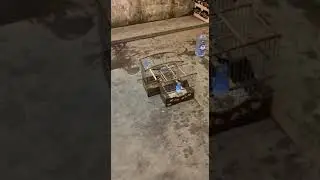 Седоголовые щеглы, Исфара!