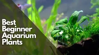 10 BEST Beginner Aquarium Plants (explained) in 11 minutes!