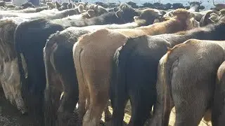 АСАКА мол бозори БУГУН БОЗОР АЖОЙИБ БУЛДИ