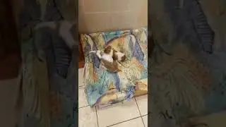 📞 +7 (912)400-20-20 Продаются щенки 🐶 Кавалер Кинг Чарльз спаниель мальчик, девочка ✍ Наталья Банное