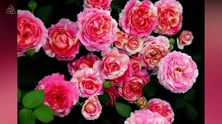 丰花月季品种推荐2【天狼说月季】
