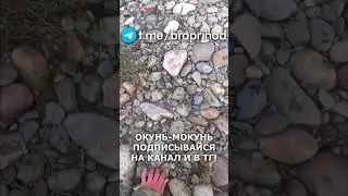 Еще один окунь. #рыбалка #fishing #рыба #река #лето #братьяПриходько #удочка #окунь