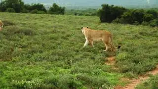 Lion Video Footage - Leo The Lion Video Footage