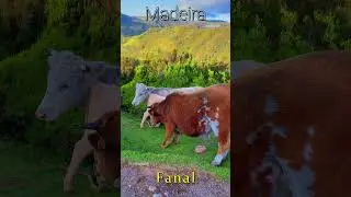 Vereda do Fanal MADEIRA ISLAND 