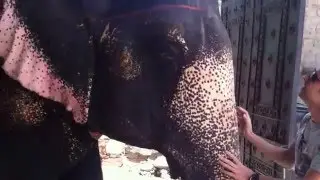 Hindistan'da Fil Turu-Jaipur
