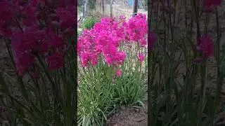 Многолетние цветы для сада Мшанка и Смолка 🌺🌺🌺 #сад #огород #garden #flowers #plants #огород