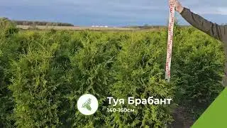 Туя Брабант 140-160см