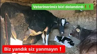 Veterinerlerin yaptığı yanlış !! Bizim başımıza geldi izleyin Sizin başınızada gelmesin !!!!