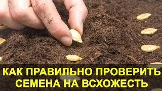 КАК ПРАВИЛЬНО ПРОВЕРИТЬ СЕМЕНА НА ВСХОЖЕСТЬ ПЕРЕД ПОСЕВОМ. ЗАЧЕМ ОПРЕДЕЛЯТЬ ВСХОЖЕСТЬ СЕМЯН?
