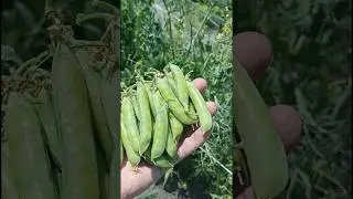 Горох так лучше растет 