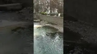 Папа блогер! Утки в городе, экология!