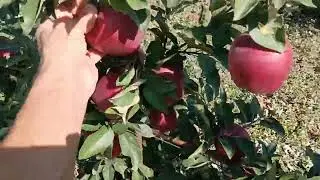 Передчасне визрівання яблук Жероміне, Скарлет, Евеліна в моєму домашньому саду. 18.09.2023 р.