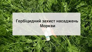 Гербіцидний захист насаджень Моркви