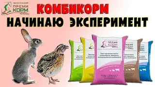 ПРЕМИКОРМ. Начинаю эксперимент с кормлением