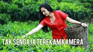 DESTINASI WISATA ALAM KEBUN TEH LEMAH SUGIH MAJALENGKA