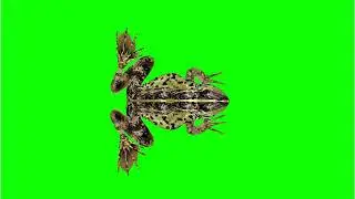 green screen frog copy right free