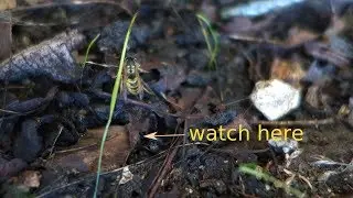 Here is what those wasps were doing under my tree!