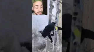 Как этот кот туда попал?