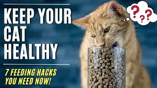 Stop Kitty's Upset Stomach! The WORST Foods You Should NEVER Feed Your Cat / Cat World Academy