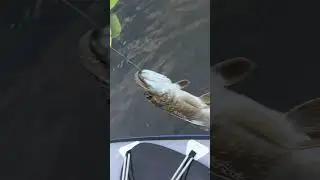 Попалась щука на летнюю жерлицу