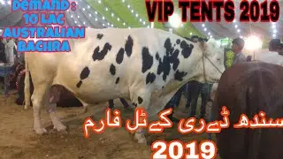 Sindh Dairy Cattle Farm 2019 Collection || VIP TENTS 2019 — Bakra Eid 2019