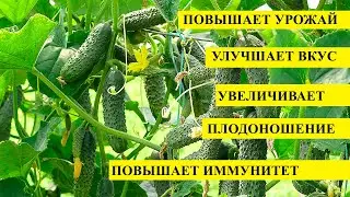 СРОЧНО ВНЕСТИ под ОГУРЦЫ, будут плодоносить до осени и не болеть