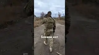 #кот