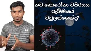 නව කොරෝනා වයිරසය පැමිණියේ වවුලන්ගෙන්ද? මෙන්න අපි දන්නා දේ
