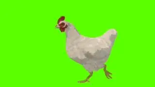 green screen hen / Hen multiple pose / green screen animal / no copyright video Brain master