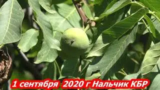 День Государственности День города   1 сентября Нальчик 2020 год