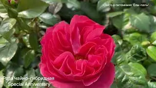 Роза чайно-гибридная `Спешел Эннивёсери`Rosa (HT) `Special Anniversary`