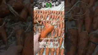 Морковка и капуста от производителя . Холодильное хранение