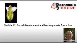 Module 12: Carpel Development and Female Gamete formation #EPGPathshala