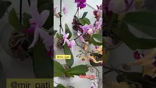 КАК ОБМАНЫВАЮТ ЦВЕТОЧНЫЕ МАГАЗИНЫ